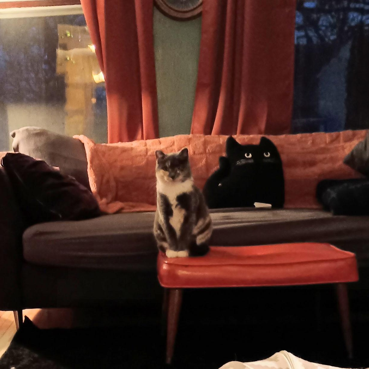 Enlarge Pepper, an adoptable Dilute Tortoiseshell in Minneapolis, MN image 6/6
