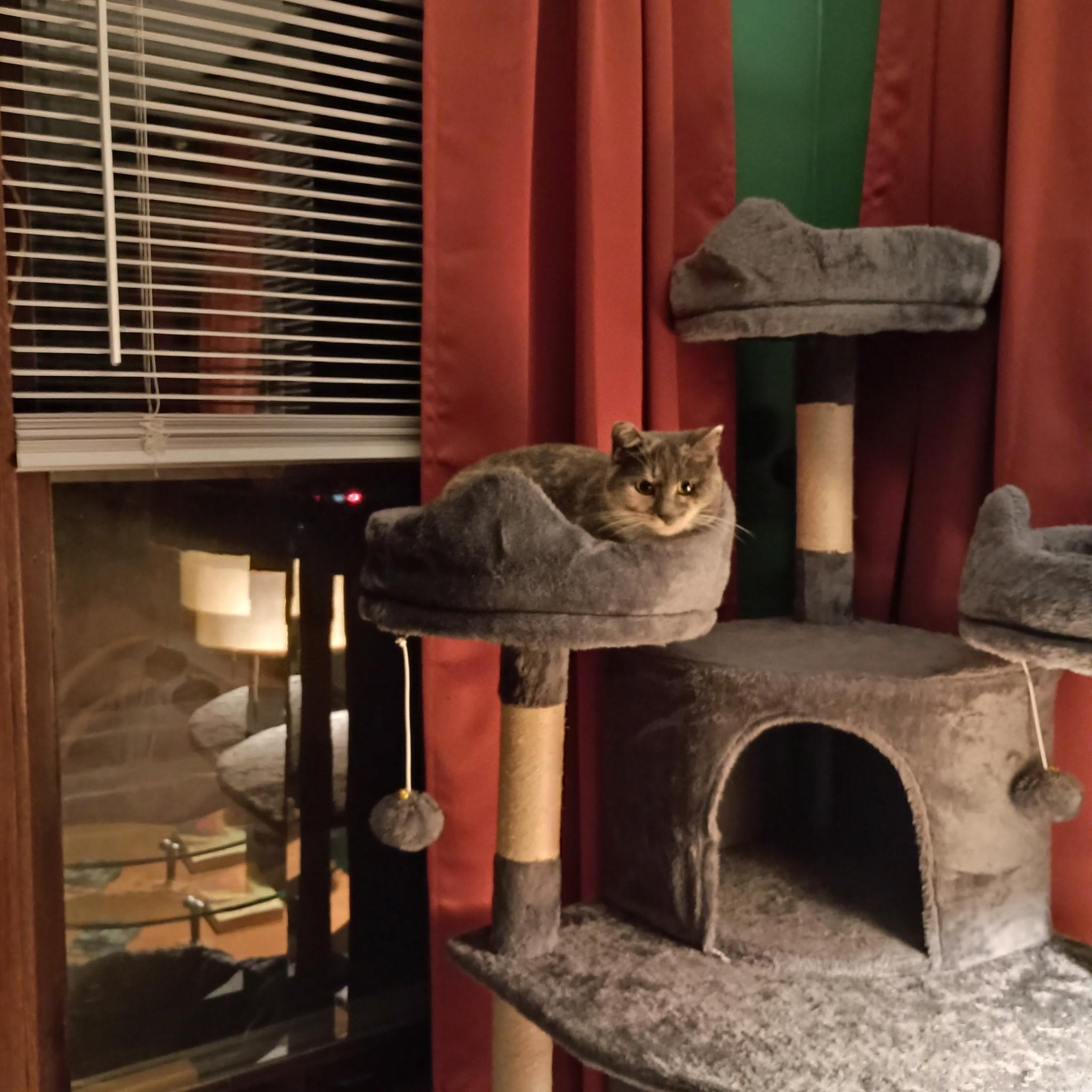 Enlarge Pepper, an adoptable Dilute Tortoiseshell in Minneapolis, MN image 4/5