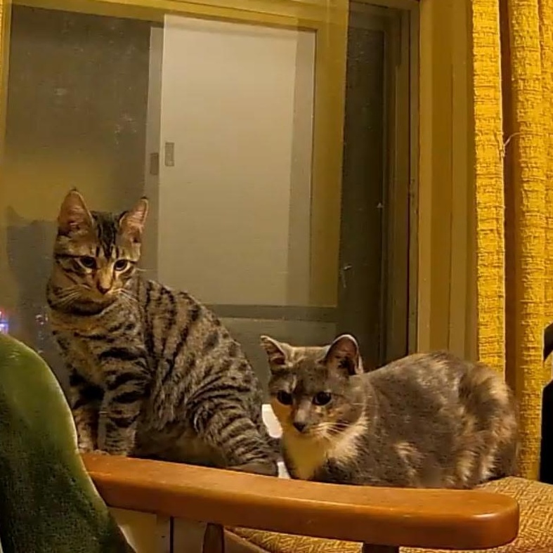 Enlarge Pepper, an adoptable Dilute Tortoiseshell in Minneapolis, MN image 2/2