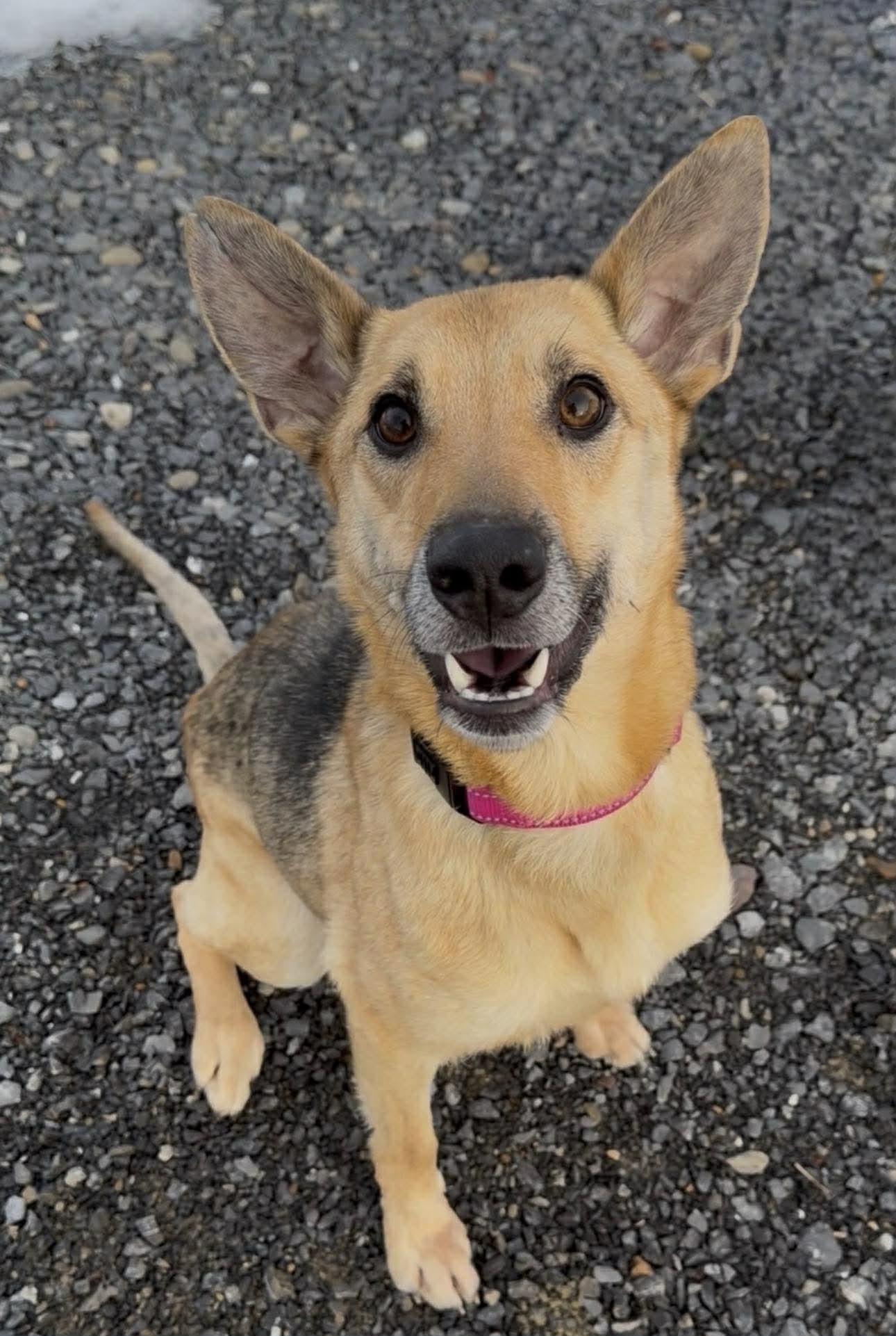 Eve, ADOPTABLE, Young Female German Shepherd Dog.