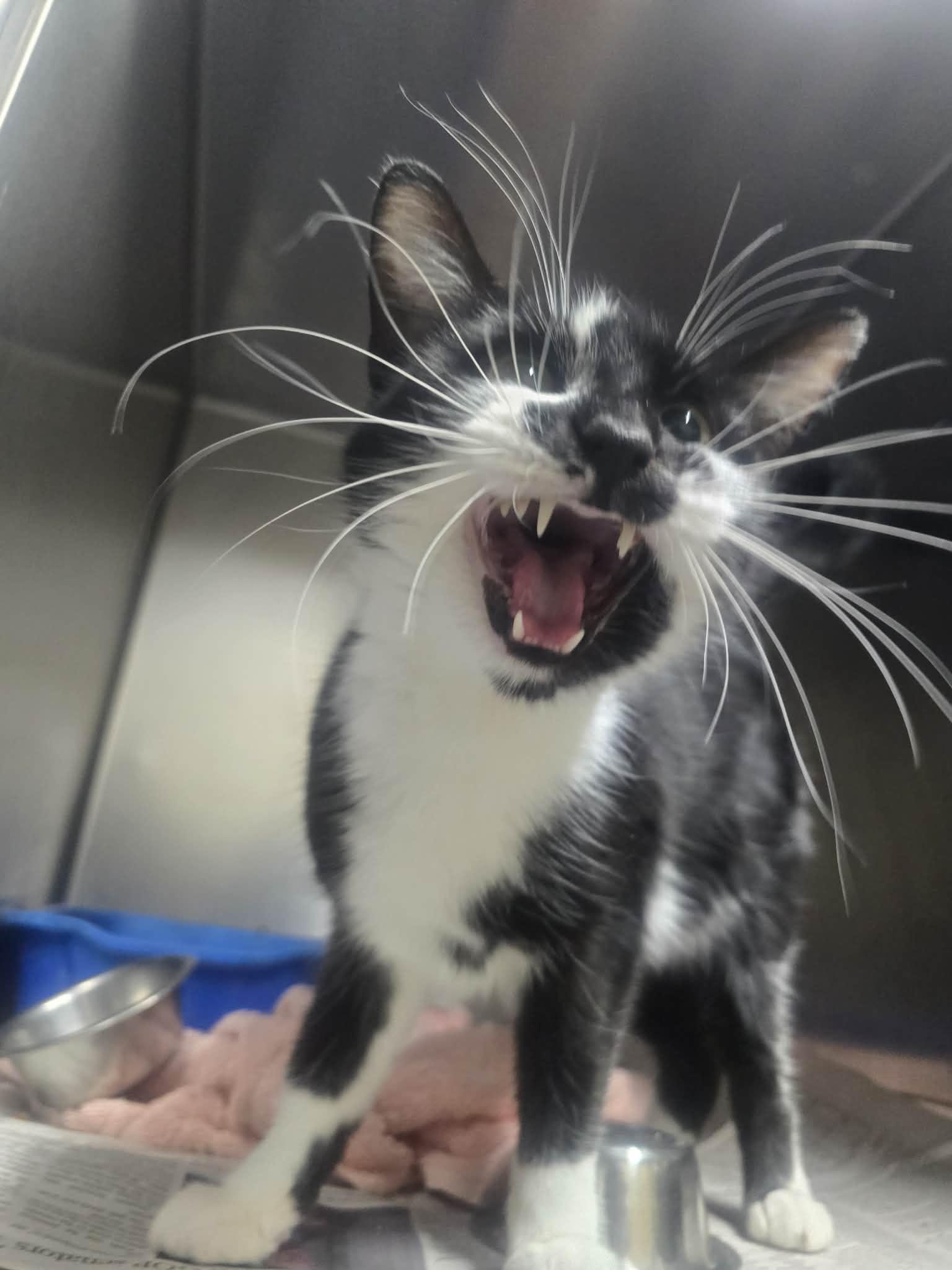 Sylvie, a ADOPTABLE Domestic Short Hair in Rock Falls, IL image 3/4