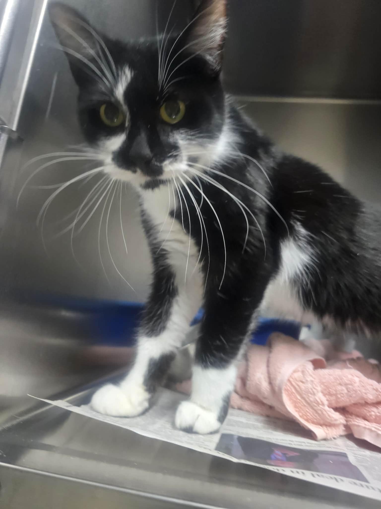 Sylvie, a ADOPTABLE Domestic Short Hair in Rock Falls, IL image 2/4