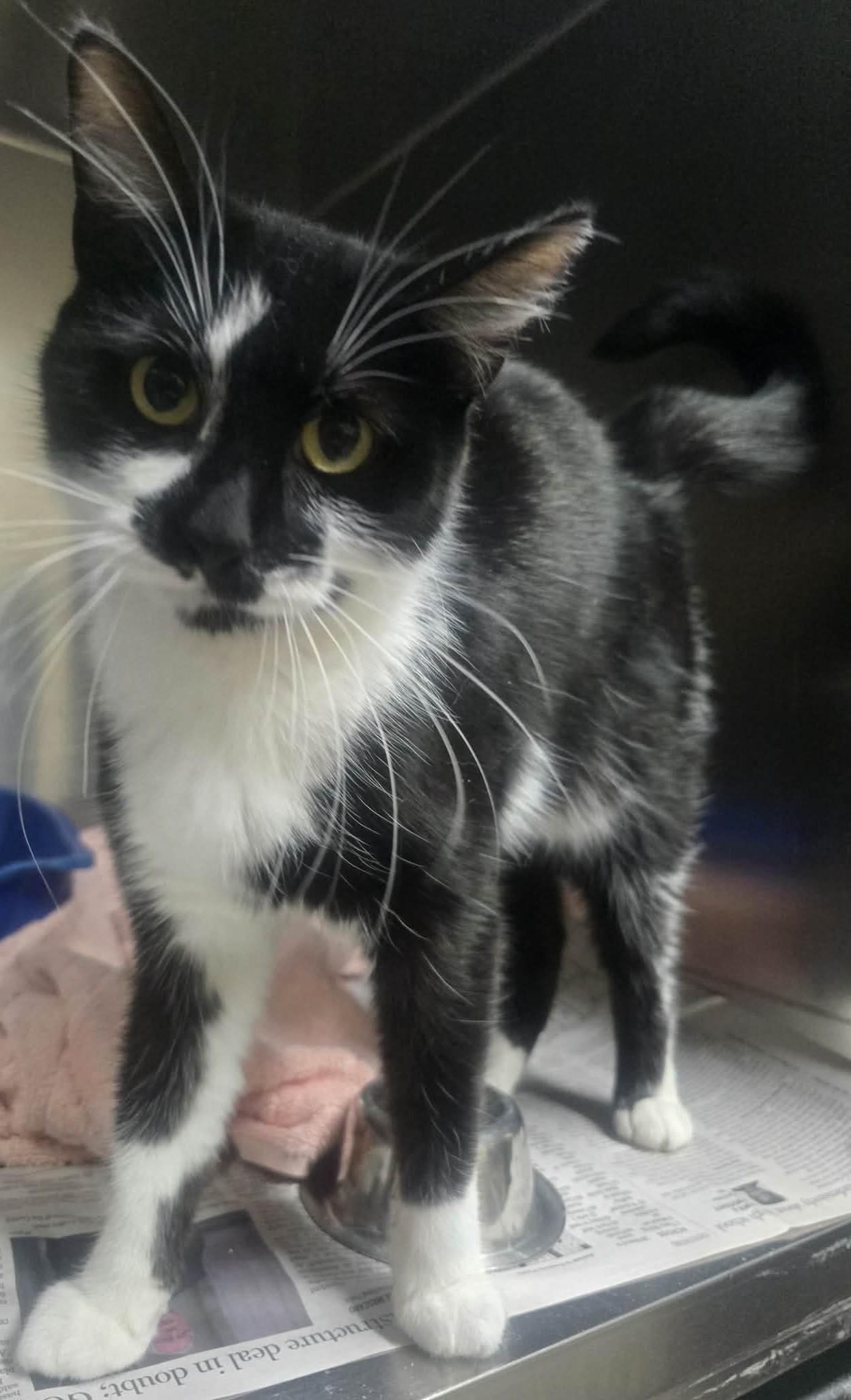 Sylvie, a ADOPTABLE Domestic Short Hair in Rock Falls, IL image 1/4