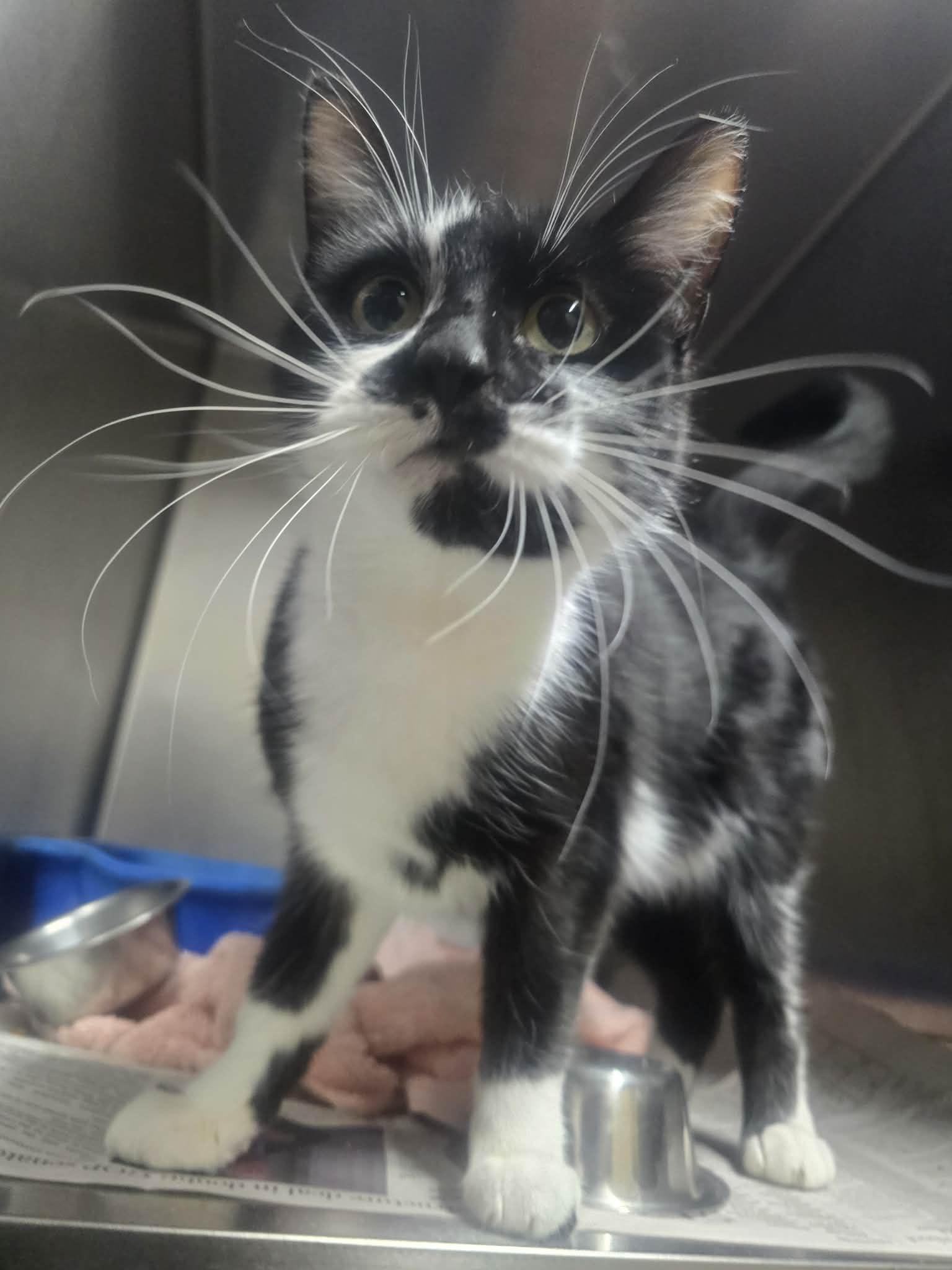 Sylvie, a ADOPTABLE Domestic Short Hair in Rock Falls, IL image 4/4