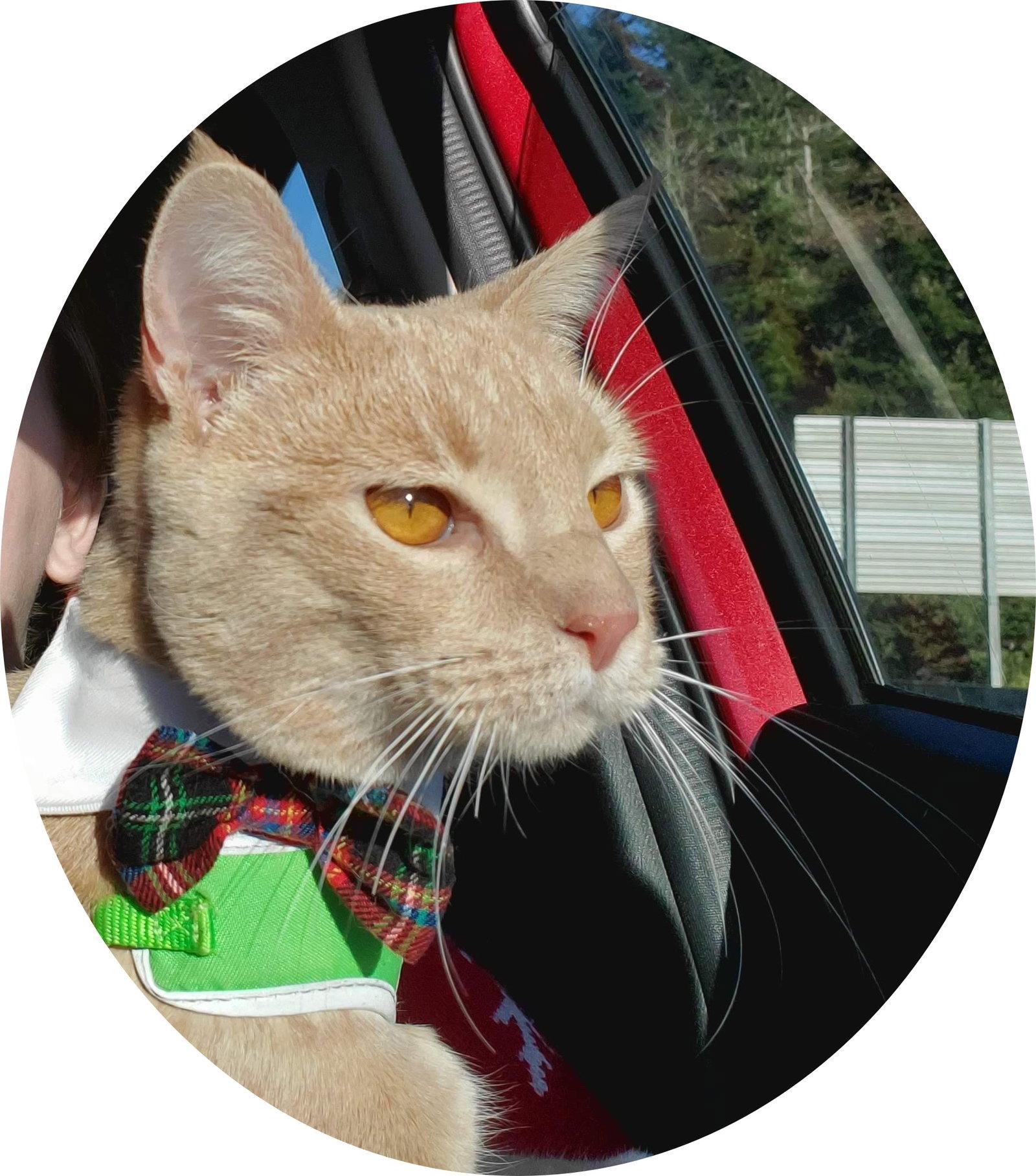 Enlarge KOVU #2010 - Offered by Owner, a Adoptable Tabby in Hillsboro, OR image 2/3