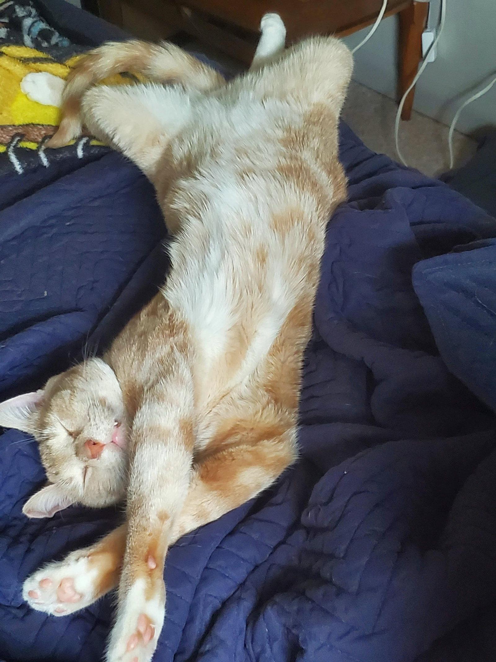 Enlarge KOVU #2010 - Offered by Owner, a Adoptable Tabby in Hillsboro, OR image 2/3