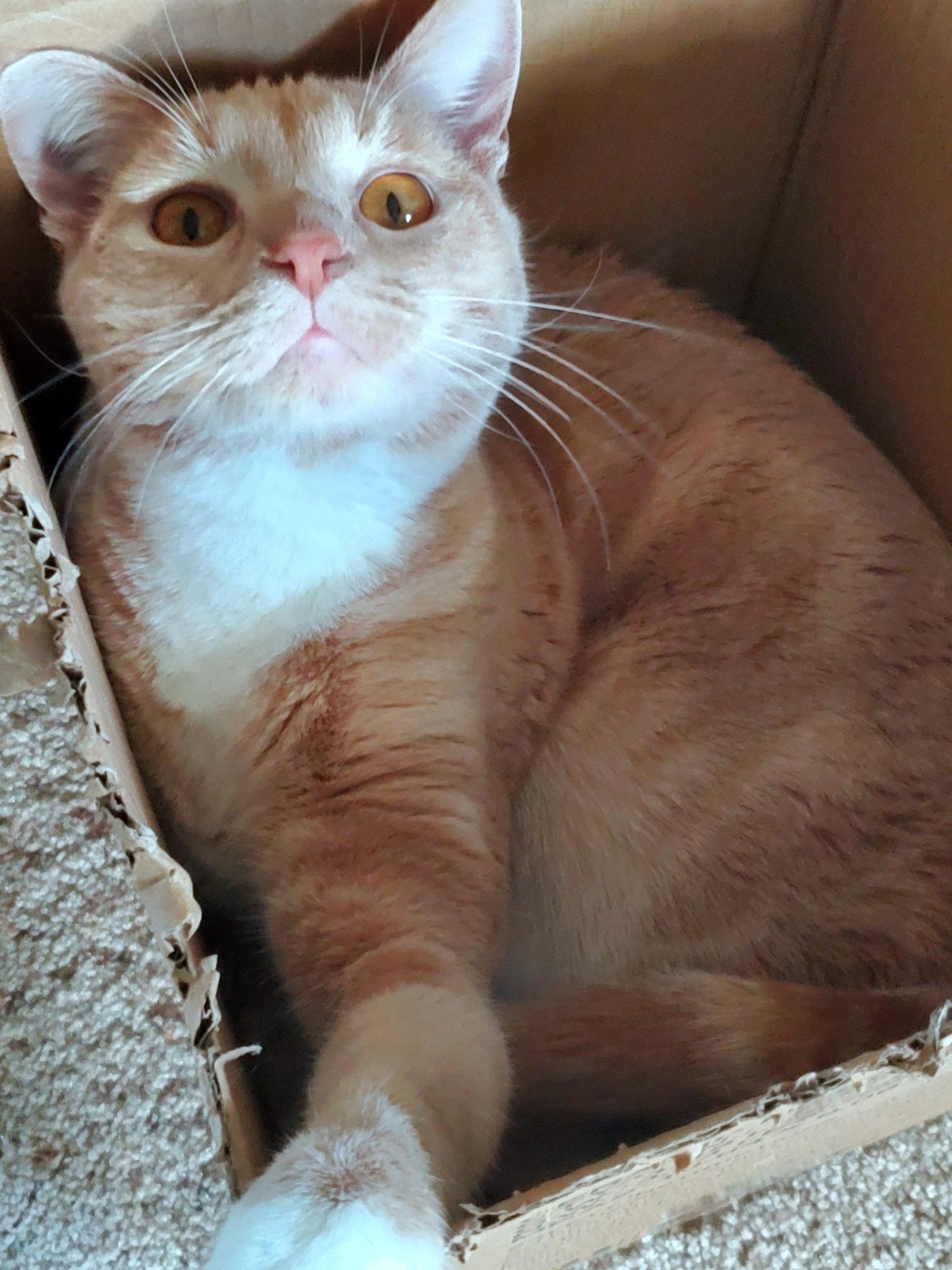 Enlarge KOVU #2010 - Offered by Owner, a Adoptable Tabby in Hillsboro, OR image 3/3