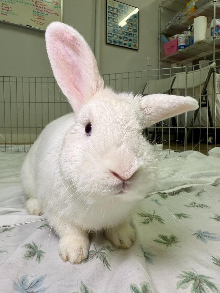 Kaleb, a Adoptable Florida White in Pflugerville, TX image 1/6