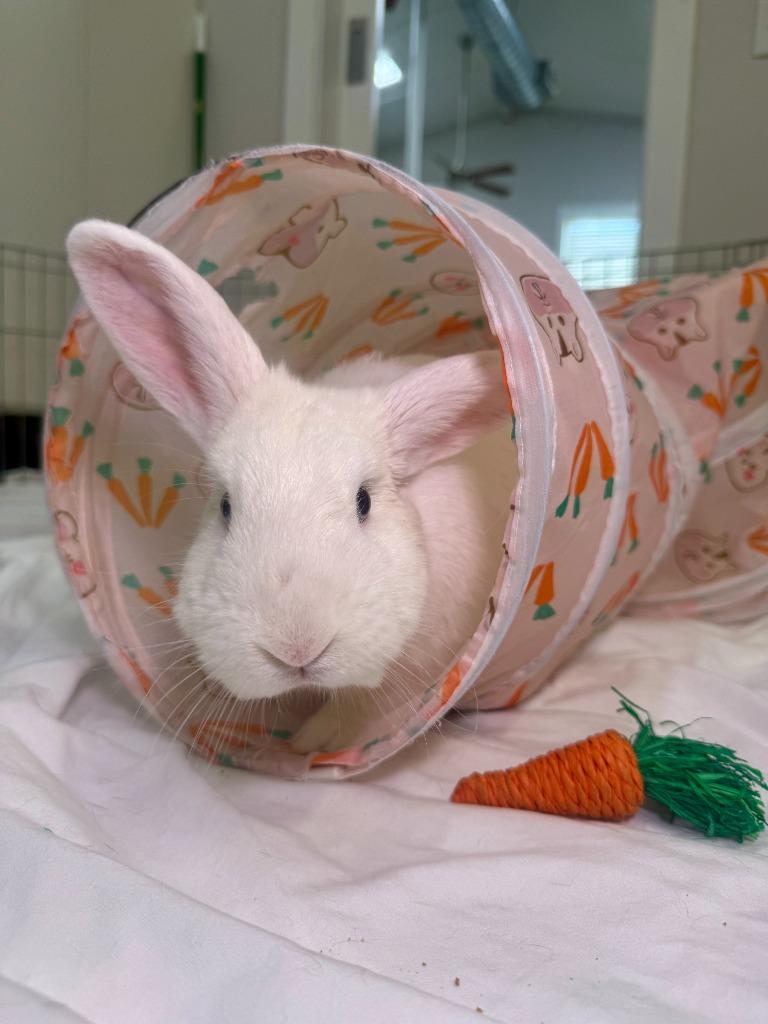 Kaleb, a Adoptable Florida White in Pflugerville, TX image 2/6