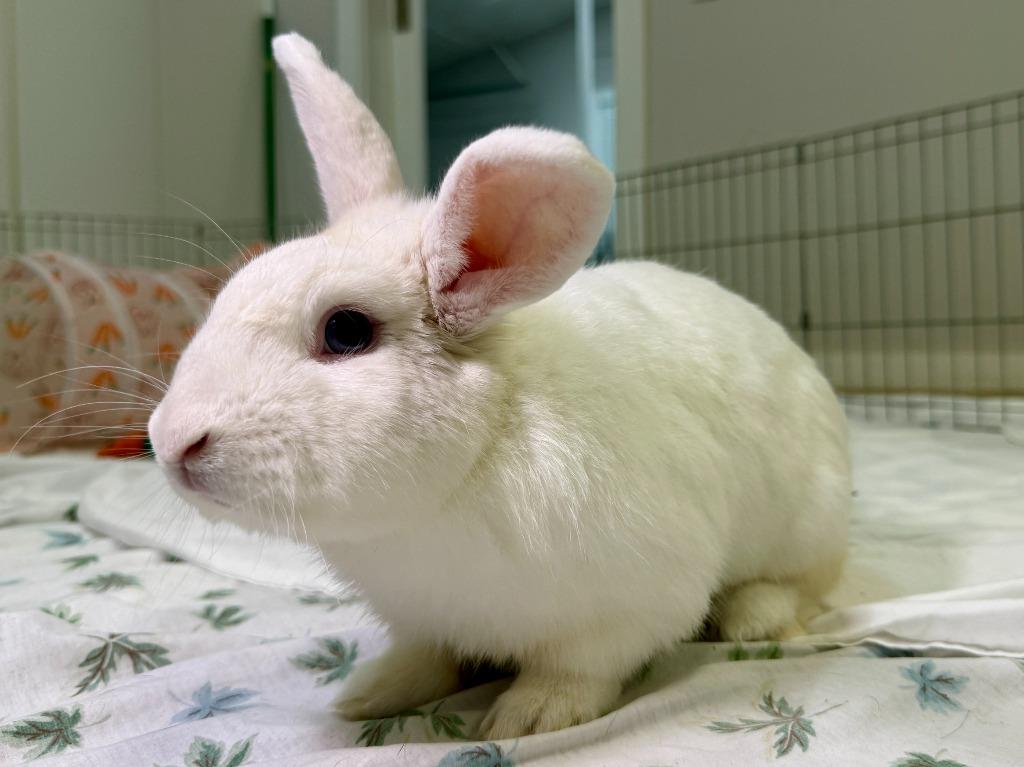 Kaleb, a Adoptable Florida White in Pflugerville, TX image 3/6