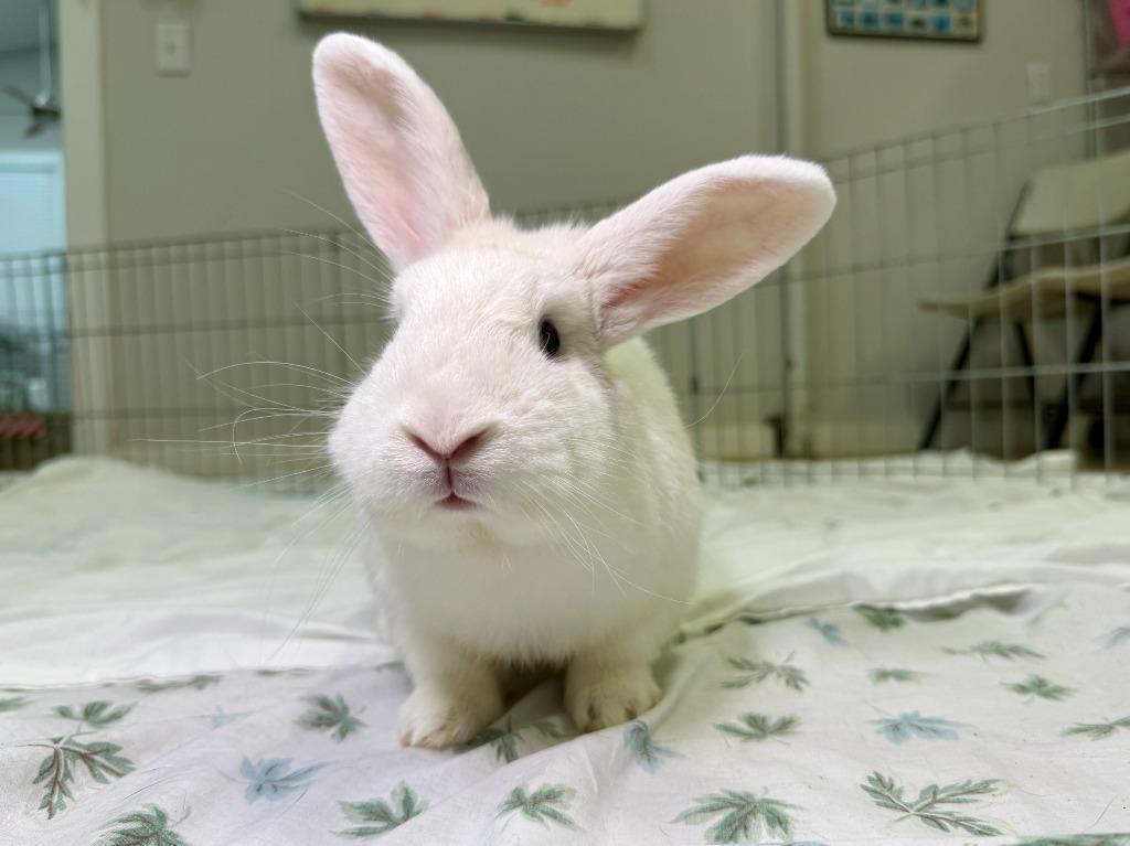 Kaleb, a Adoptable Florida White in Pflugerville, TX image 4/6