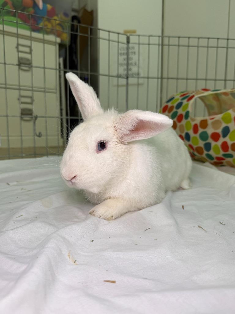 Kaleb, a Adoptable Florida White in Pflugerville, TX image 5/6