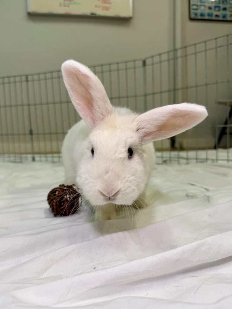 Kaleb, a Adoptable Florida White in Pflugerville, TX image 6/6