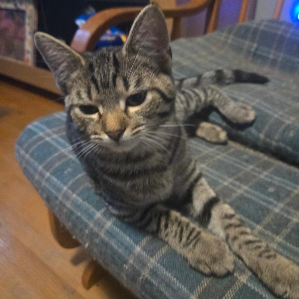 Margarita, Adoptable, Kitten Female Domestic Medium Hair.