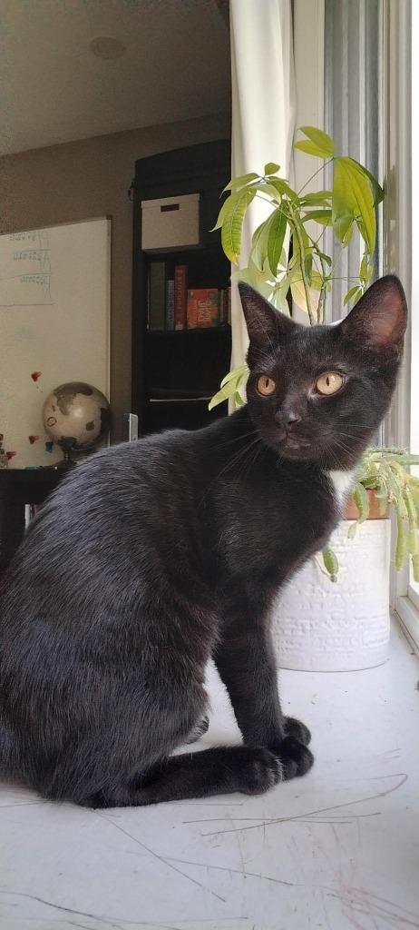 Enlarge Twinkle, a Adoptable Domestic Short Hair in Arthur, ON image 1/3