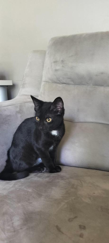 Enlarge Twinkle, a Adoptable Domestic Short Hair in Arthur, ON image 2/3