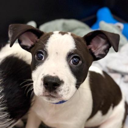 Enlarge Krafty, a Adoptable mixed breed in San Francisco, CA image 1/3