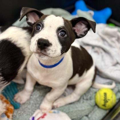 Enlarge Krafty, a Adoptable mixed breed in San Francisco, CA image 2/3