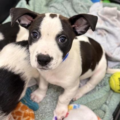 Enlarge Krafty, a Adoptable mixed breed in San Francisco, CA image 3/3