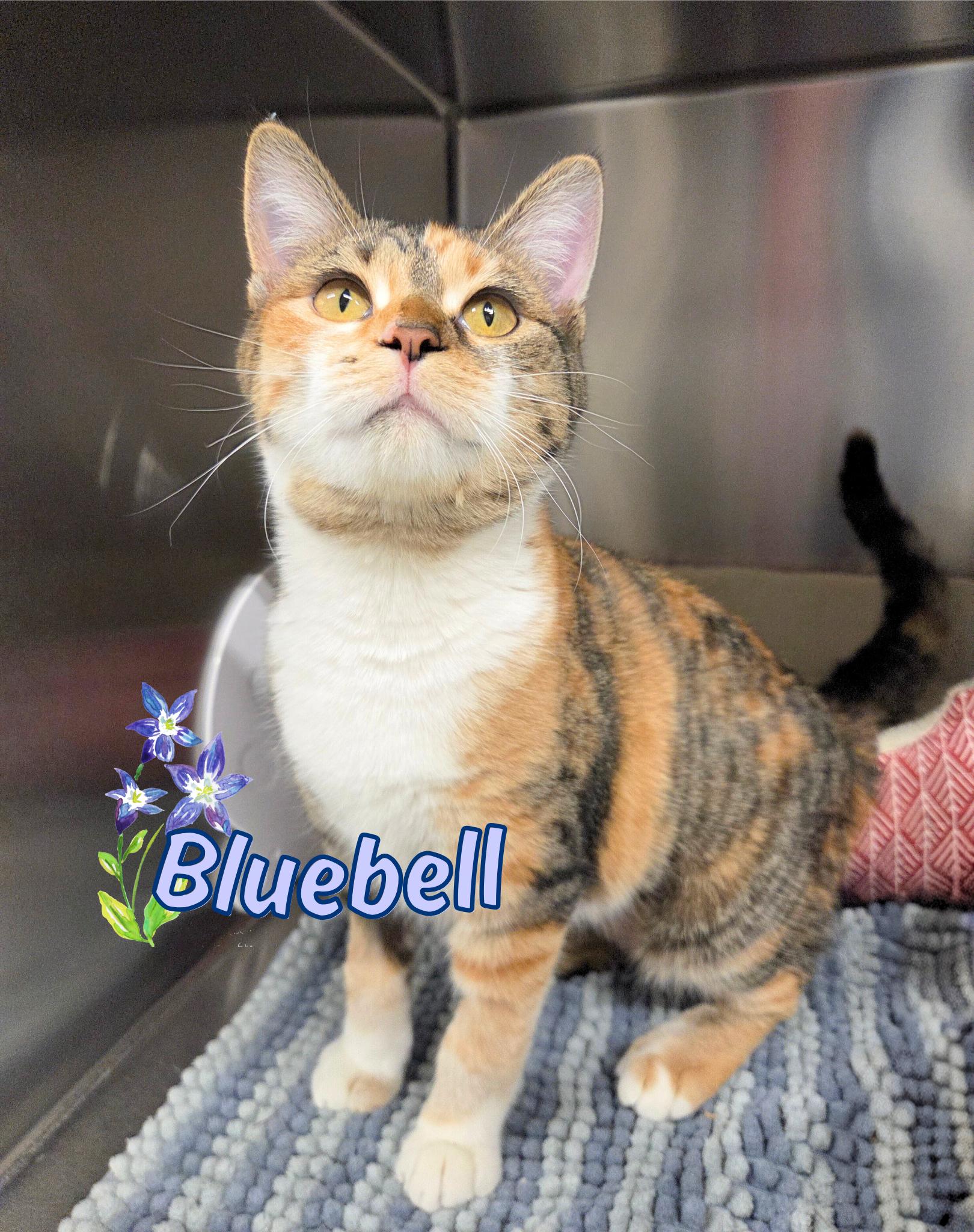 Enlarge Bluebell, a ADOPTABLE Domestic Short Hair in Nevada, IA image 1/2