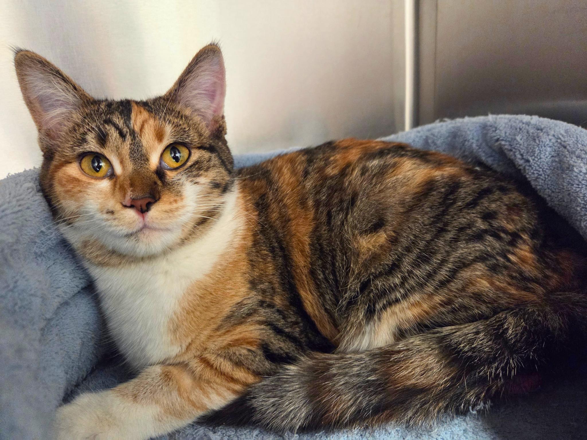 Enlarge Bluebell, a ADOPTABLE Domestic Short Hair in Nevada, IA image 2/2