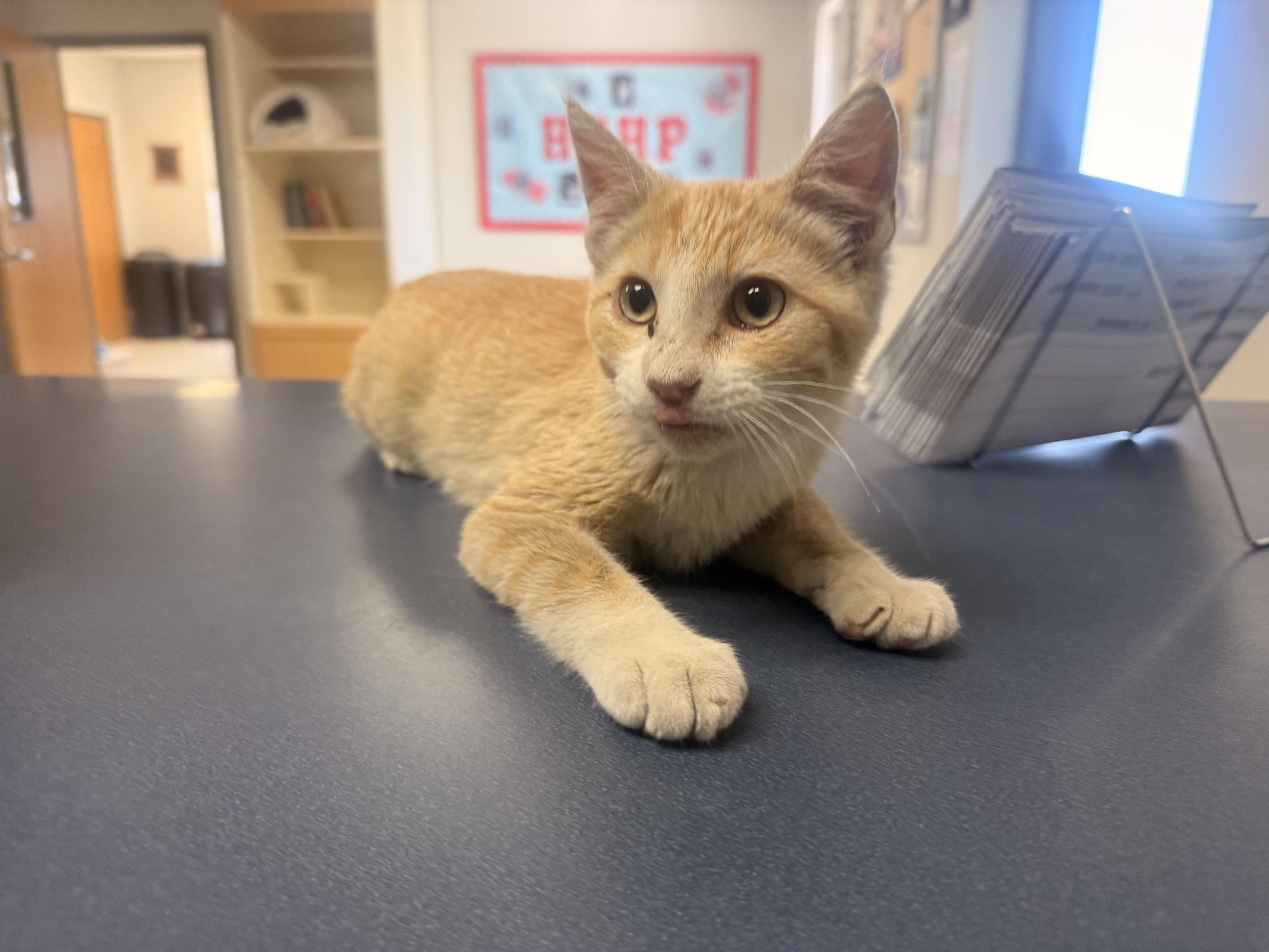 Enlarge Stray Kitten, an adopted Domestic Short Hair in Hays, KS image 1/1
