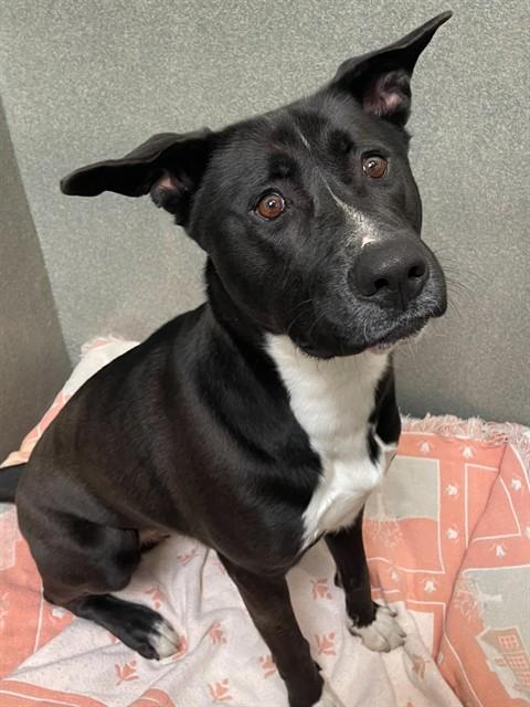 SHADOW, Adoptable, Young Male American Staffordshire Terrier & Husky.
