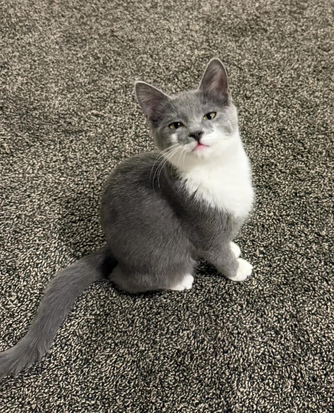 Enlarge Ophelia , an adopted Tuxedo in Missoula, MT image 1/1