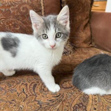Enlarge Moe, a Adoptable American Shorthair in Escondido, CA image 1/3