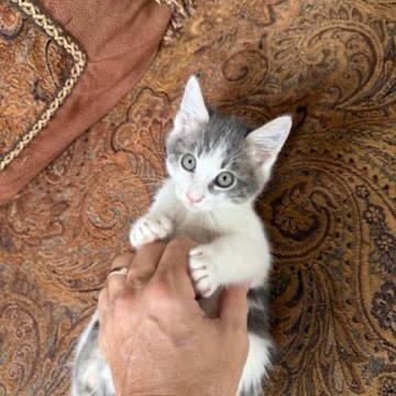 Enlarge Moe, a Adoptable American Shorthair in Escondido, CA image 2/3