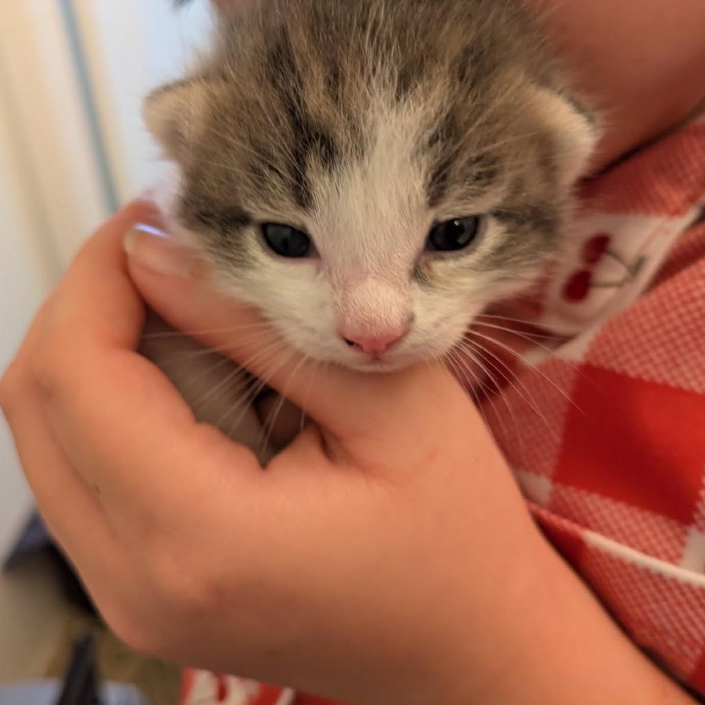 Enlarge Moe, a Adoptable American Shorthair in Escondido, CA image 3/3
