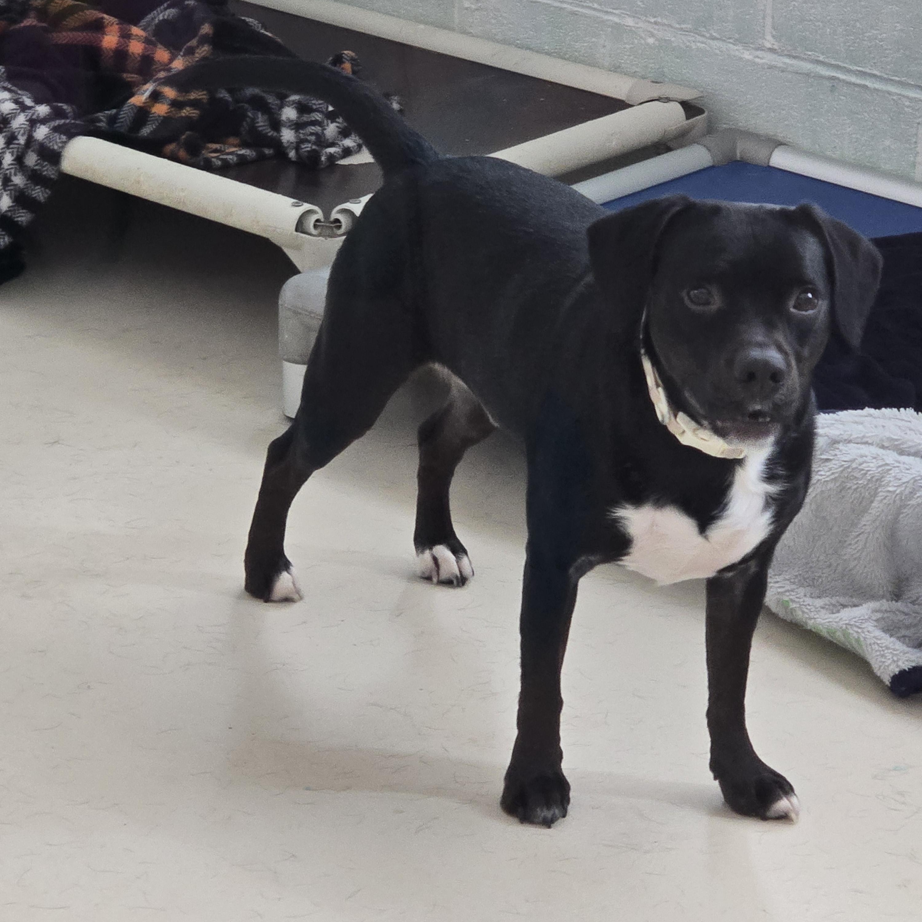 Enlarge Apollo, a ADOPTABLE Puggle in Dandridge, TN image 2/2