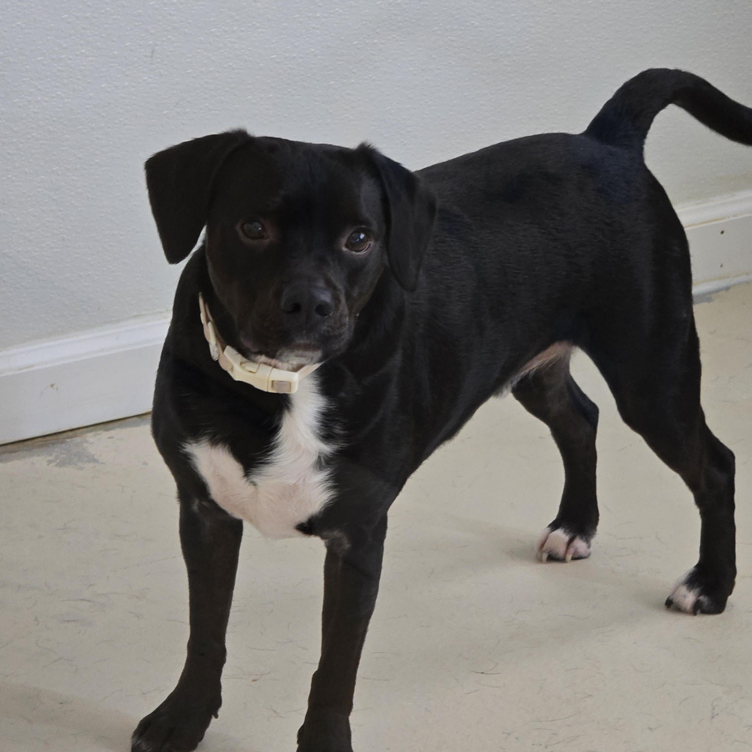 Apollo, ADOPTABLE, Adult Male Puggle.