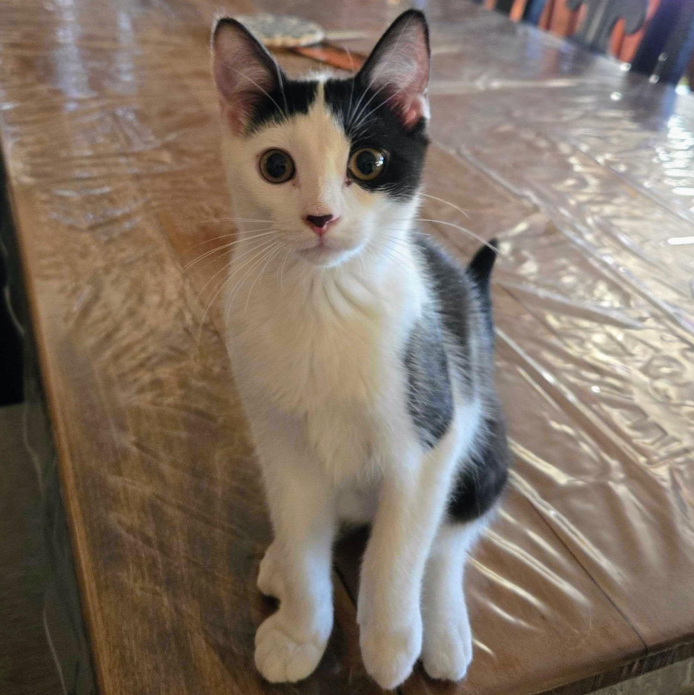 Magnolia, Adoptable, Kitten Female Domestic Short Hair.