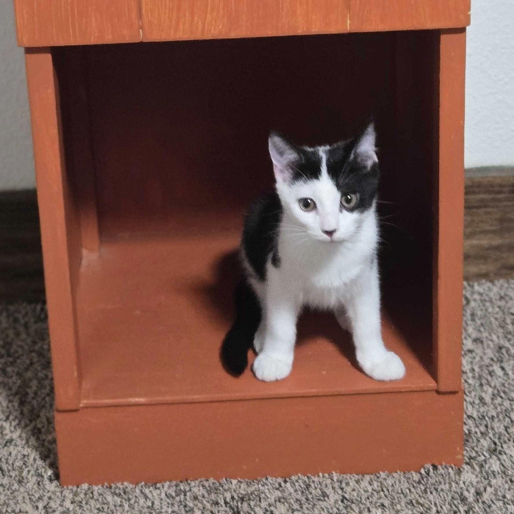 Magnolia, a Adoptable Domestic Short Hair in Wilsonville, OR image 2/3