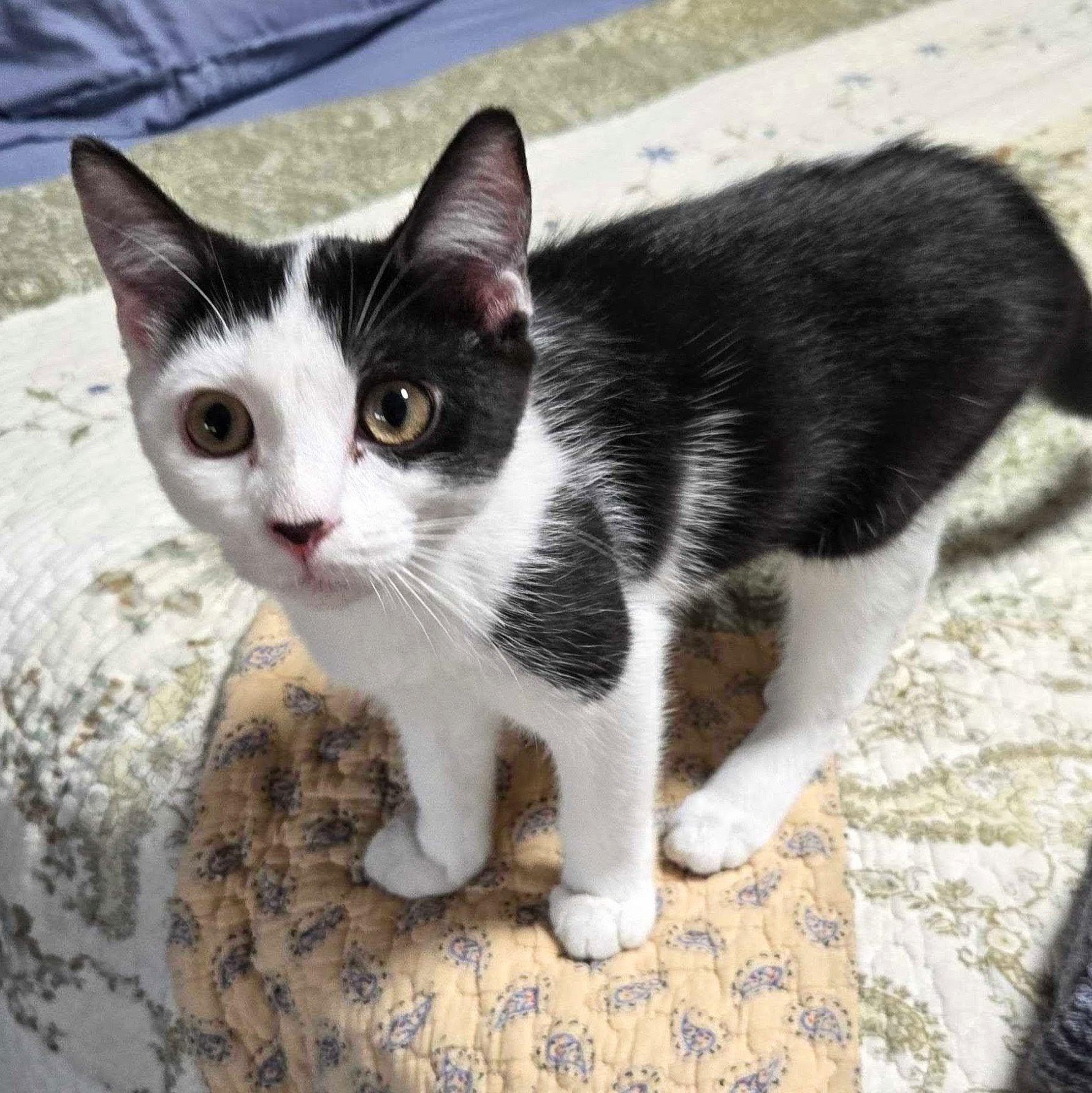 Magnolia, a Adoptable Domestic Short Hair in Wilsonville, OR image 3/3