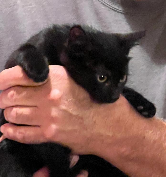 Lucy, a Adoptable Domestic Short Hair in Sayreville, NJ image 1/2