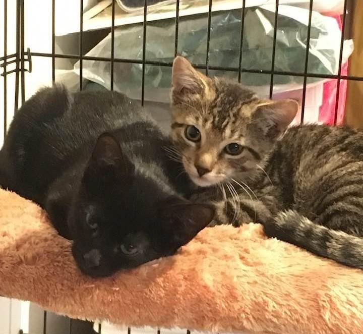 Lucy, a Adoptable Domestic Short Hair in Sayreville, NJ image 2/2