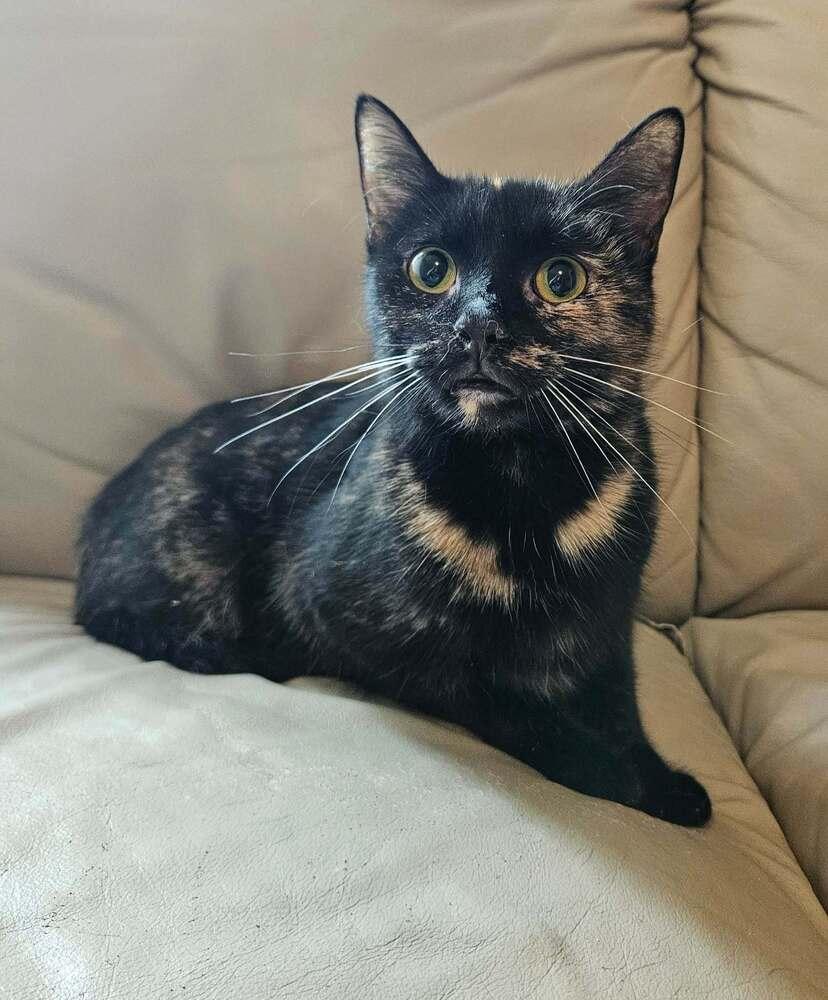 Potato Chip, a ADOPTABLE Tortoiseshell in China Township, MI image 2/6