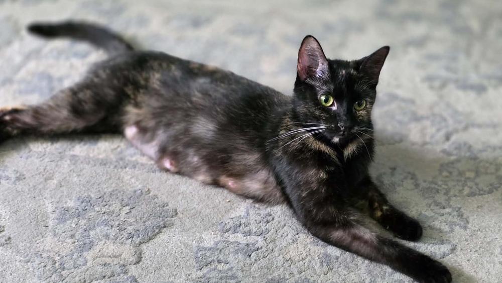 Potato Chip, ADOPTABLE, Adult Female Tortoiseshell.