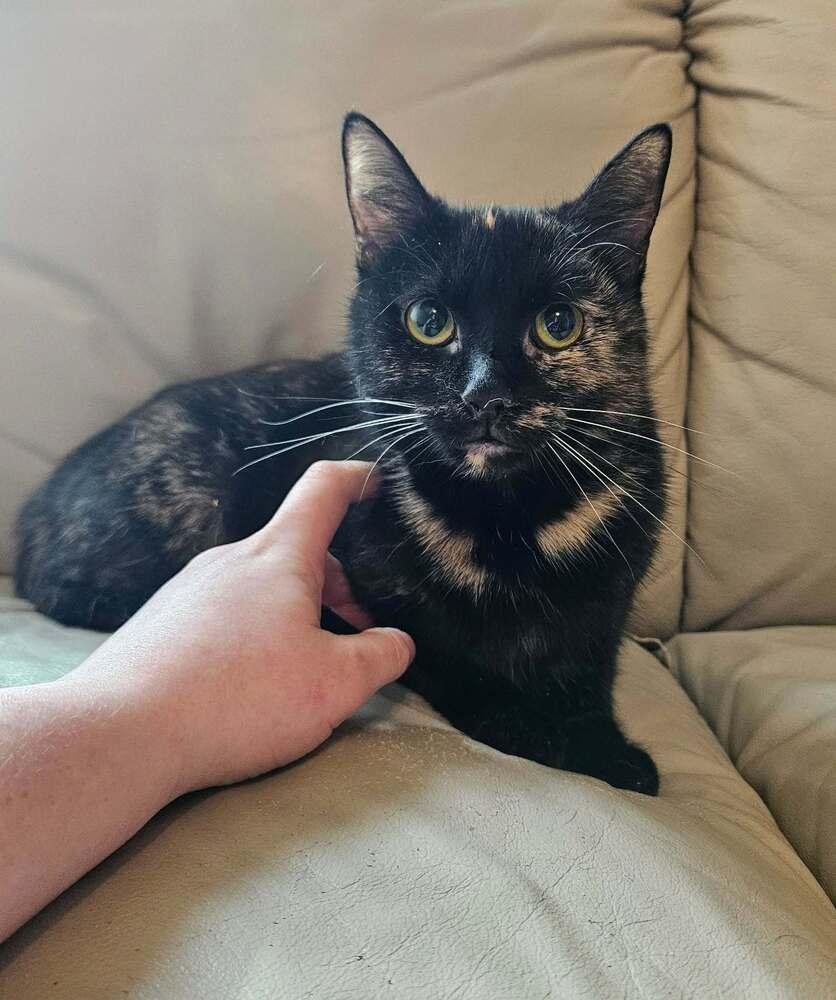 Potato Chip, a ADOPTABLE Tortoiseshell in China Township, MI image 5/6