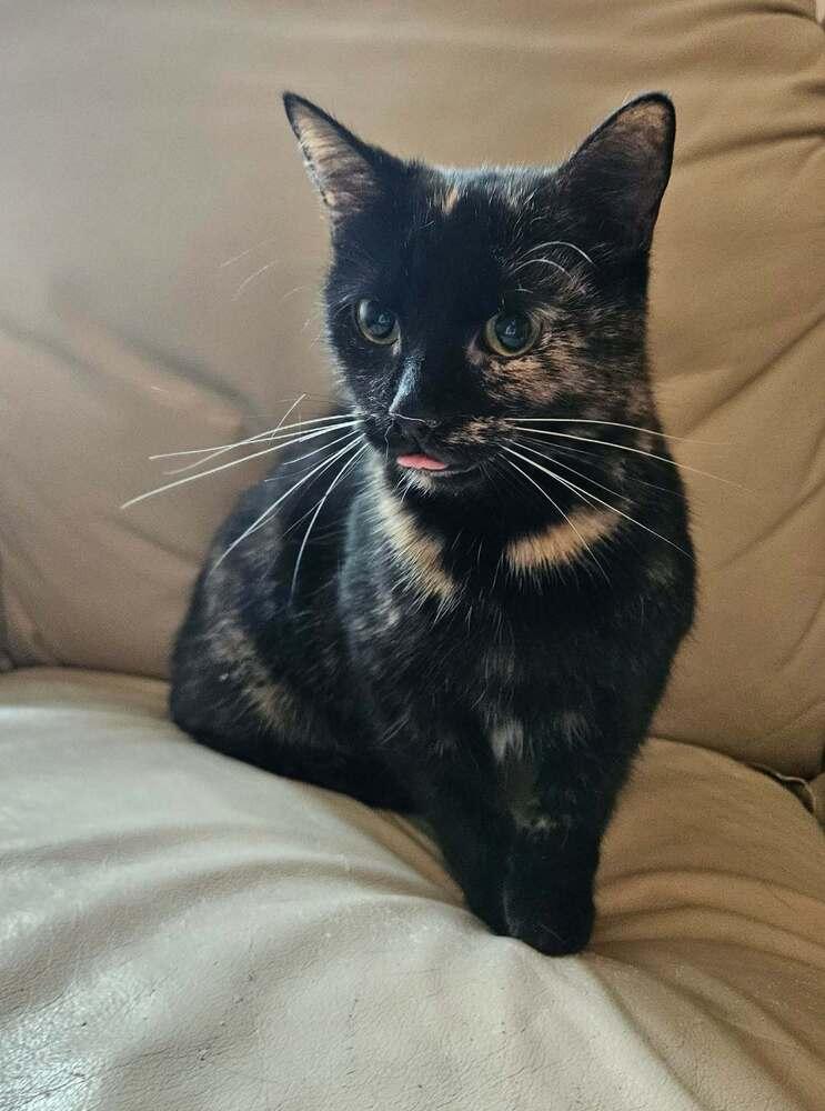 Potato Chip, a ADOPTABLE Tortoiseshell in China Township, MI image 4/6