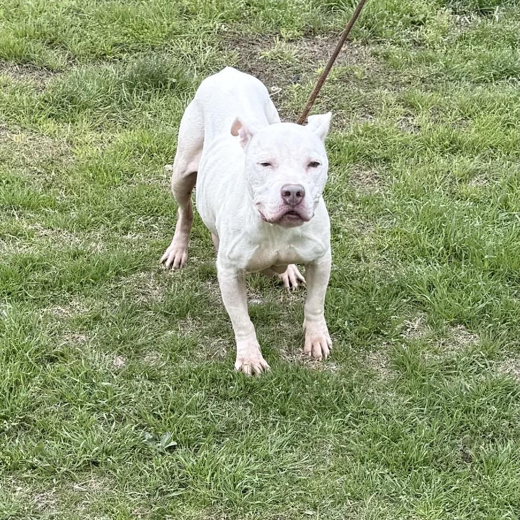 Enlarge Nova, a Adoptable mixed breed in Hagerstown, MD image 2/4