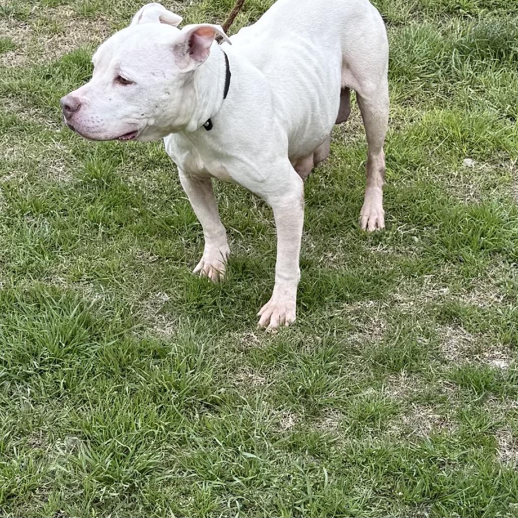 Enlarge Nova, a Adoptable mixed breed in Hagerstown, MD image 3/4