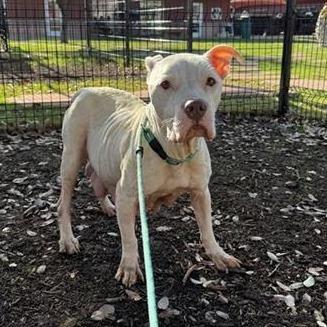 Enlarge Nova, a Adoptable mixed breed in Hagerstown, MD image 4/4