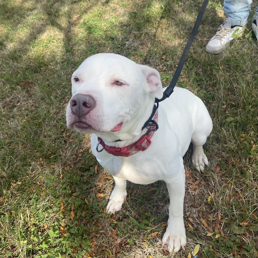 Enlarge Nova, a Adoptable mixed breed in Hagerstown, MD image 1/4