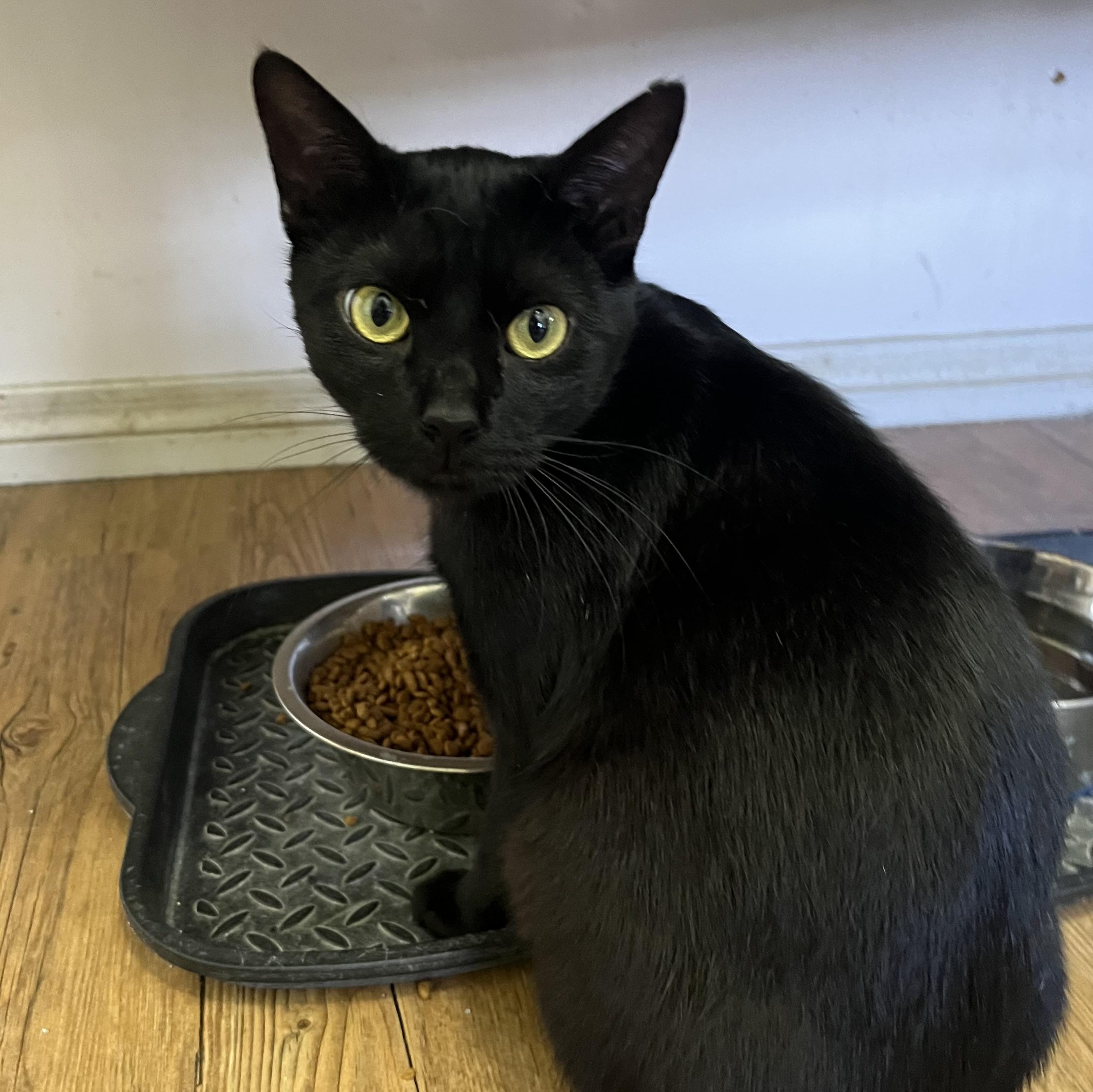 Poppi, ADOPTABLE, Young Male Domestic Short Hair.