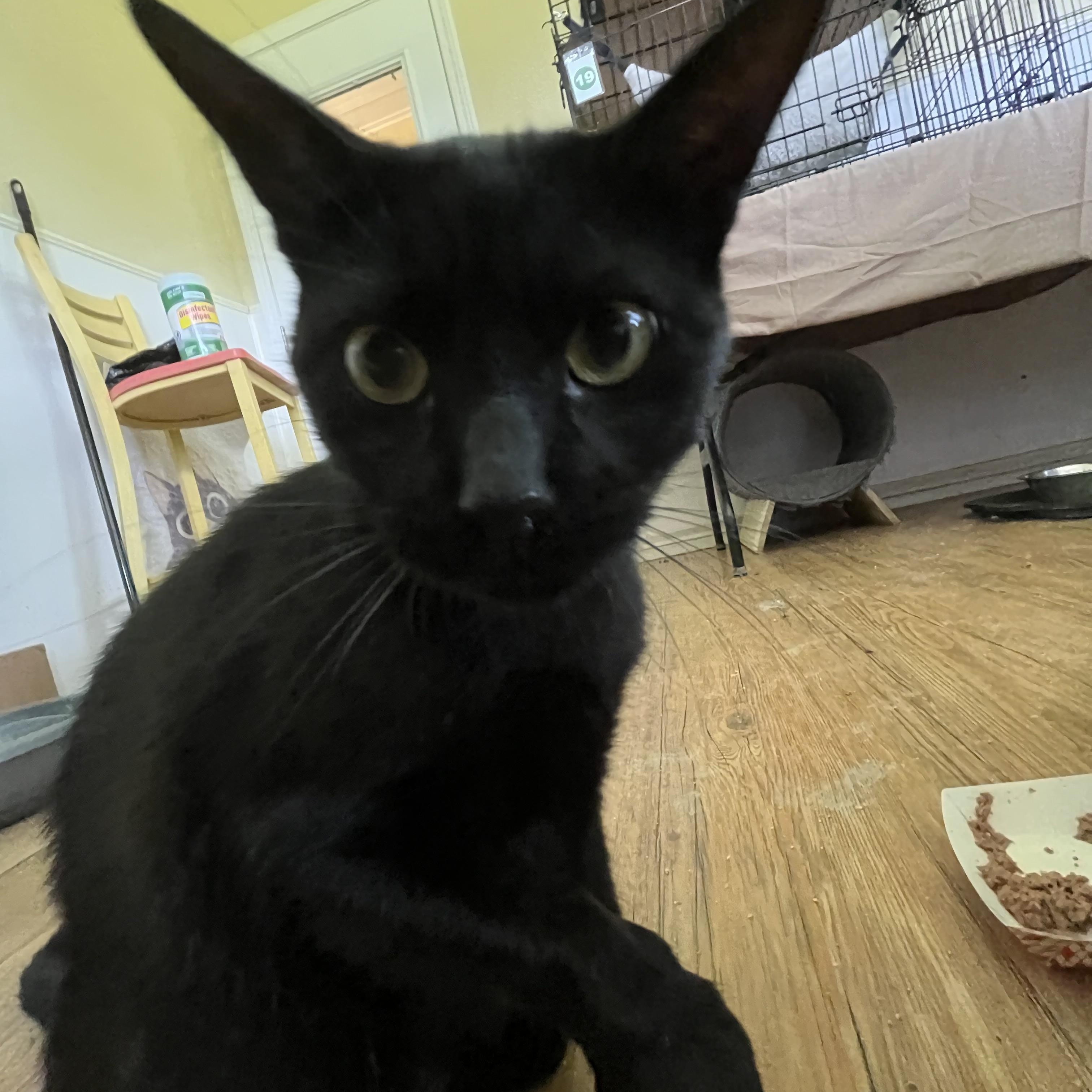 Enlarge Poppi, a ADOPTABLE Domestic Short Hair in Hammond, LA image 2/3