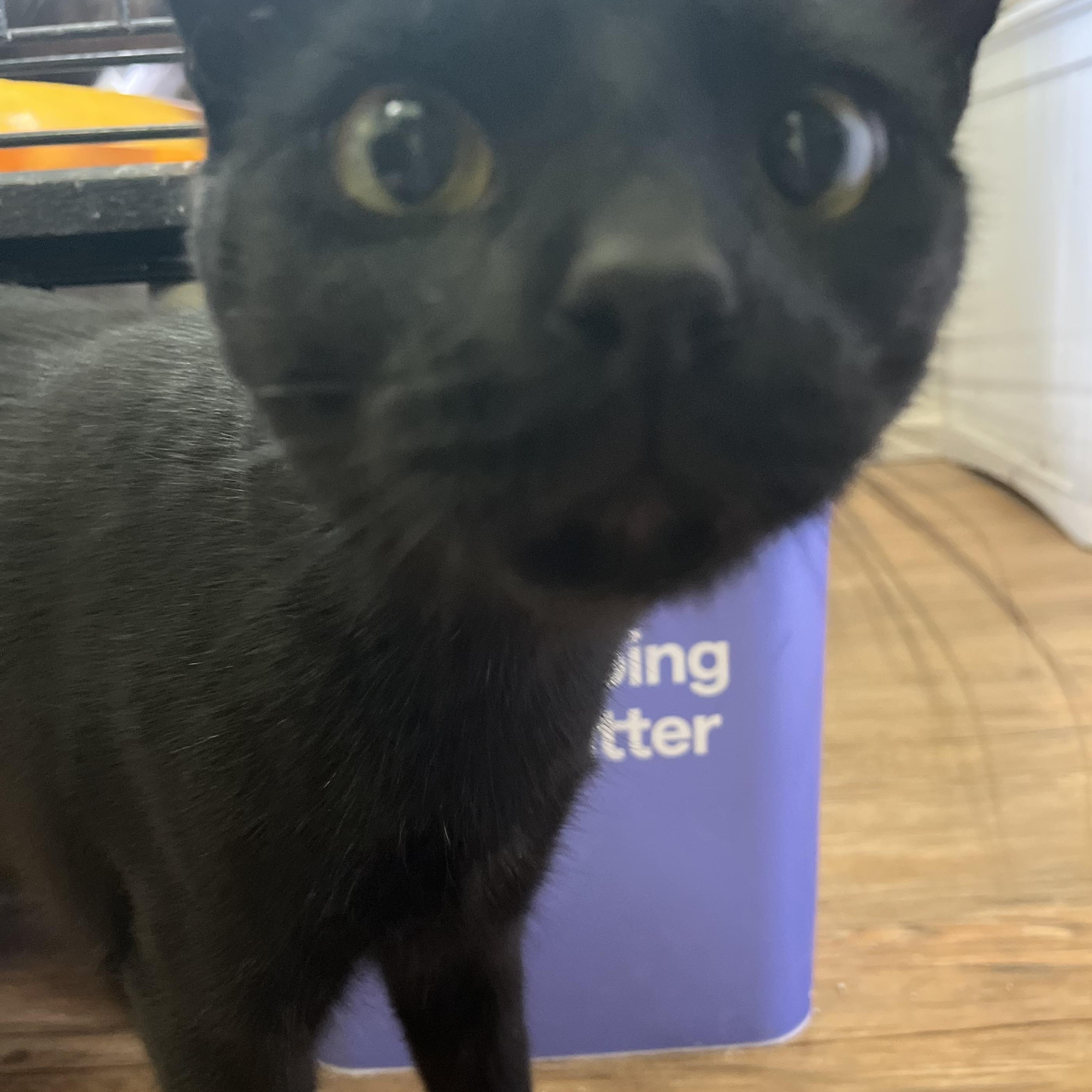 Enlarge Poppi, a ADOPTABLE Domestic Short Hair in Hammond, LA image 3/3