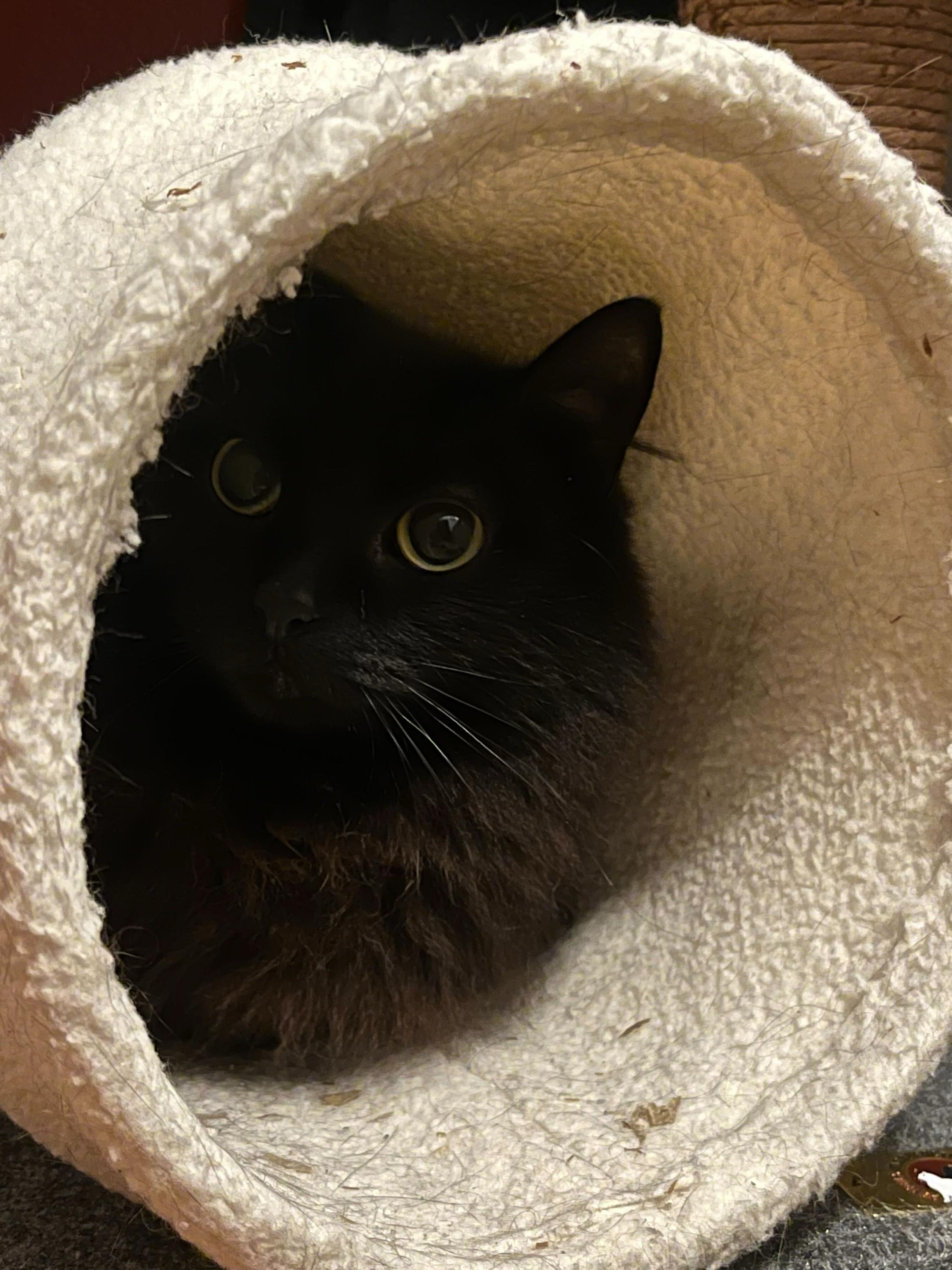 Linda and Loonette, a ADOPTABLE Domestic Long Hair in Seattle, WA image 2/6